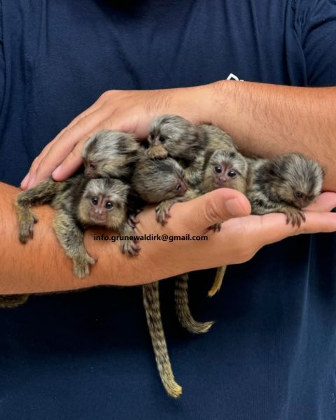 B&Eacute;b&Eacute;s ouistis (manches disponibles !!)