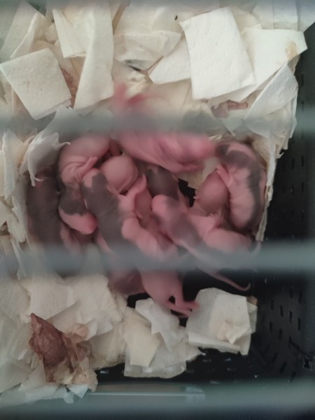 Bébés rats domestiques