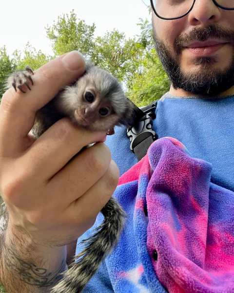 Bébés singes ouistitis à vendre