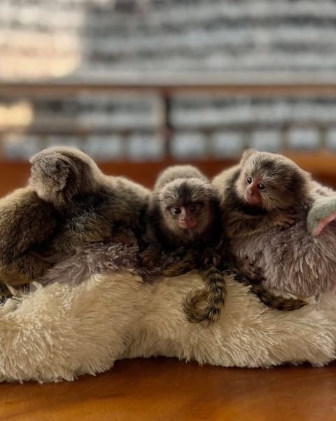 Vente B&eacute;b&eacute;s singes ouistitis m&acirc;les et femelles super sym