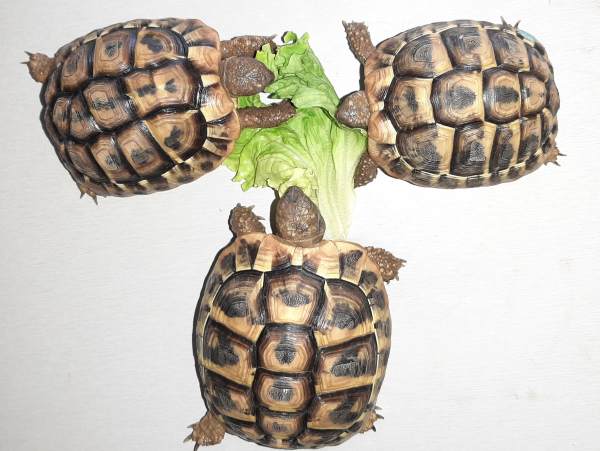 B&eacute;b&eacute;s tortue de terre