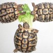 Bébés tortue de terre