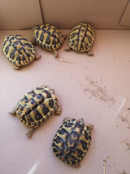 Vente Bébés tortues