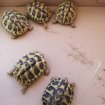 Bébés tortues pas cher