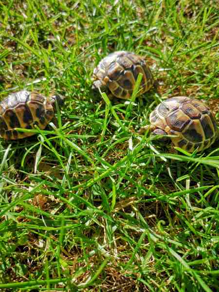 Bébés tortues