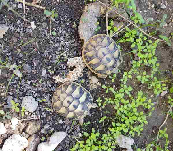 B&eacute;b&eacute;s tortues herman
