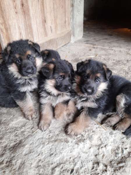 Annonce Berger allemand chiots