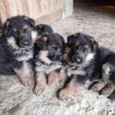 Berger allemand chiots occasion