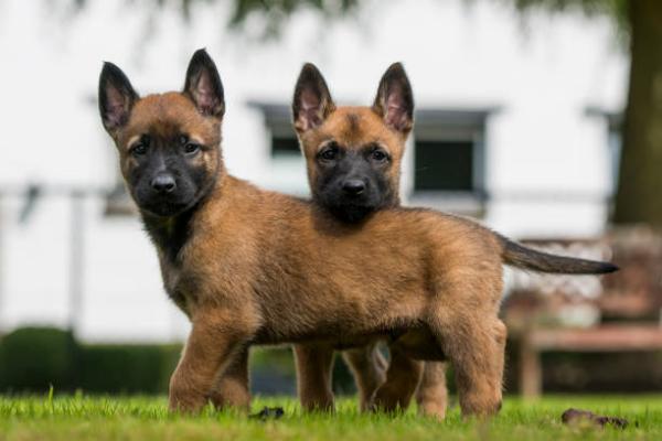 Berger belge malinois pour adoption