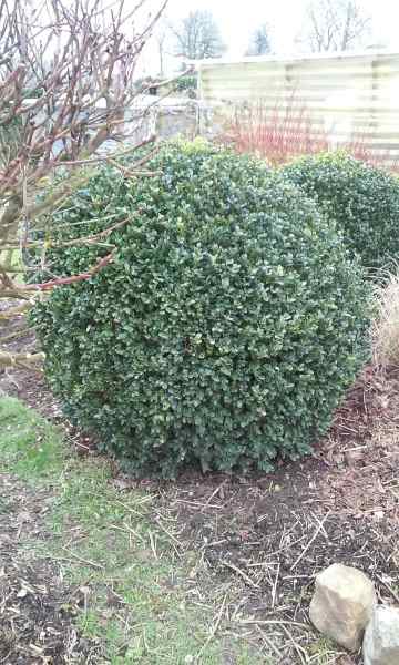 Buis boule h:1.30m, diam&egrave;tre:1.40m