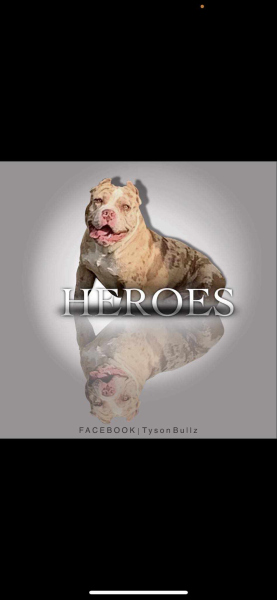 Annonce Bully chiots
