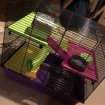 Cage pour hamster pas cher