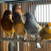 Canaris de couleurs variées