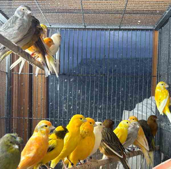 Vente Canaris de couleurs vari&eacute;es