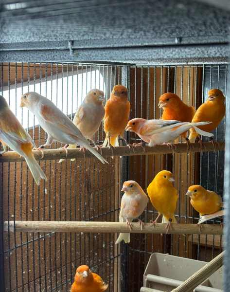 Canaris de couleurs vari&eacute;es pas cher