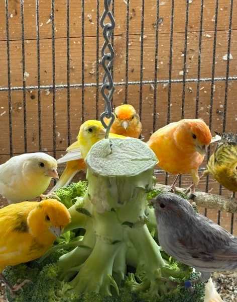 Annonce Canaris de couleurs vari&eacute;es