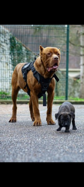 Cane corso x presa canario x matin de naples