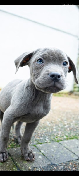 Vente Cane corso x presa canario x matin de naples