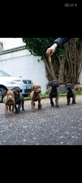 Cane corso x presa canario x matin de naples pas cher