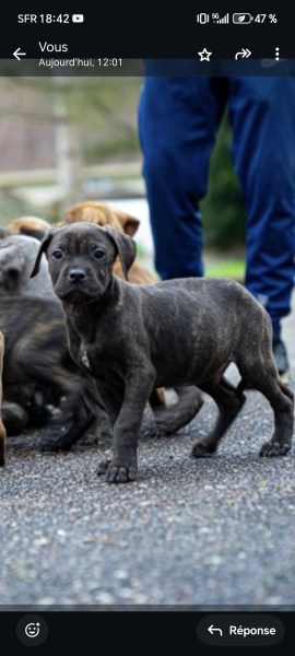 Annonce Cane corso x presa canario x matin de naples