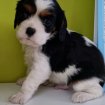 Annonce Cavalier king charles