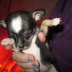 Cede chiots chihuahua pas cher
