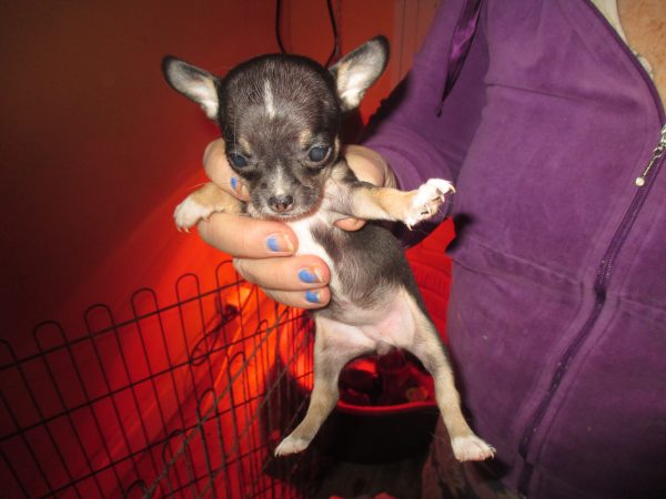 Cede chiots chihuahua pas cher