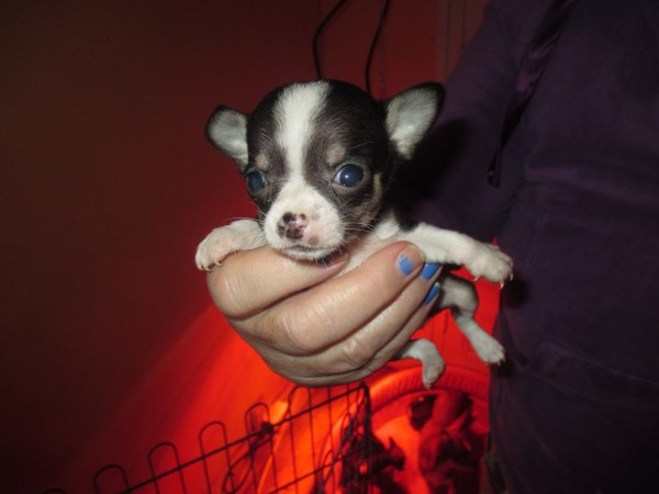 Annonce Cede chiots chihuahua