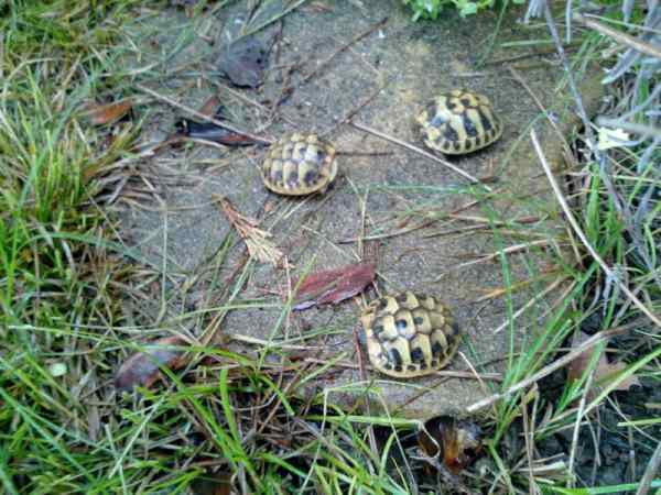 Céde tortue de terre