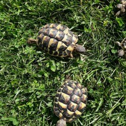 Vente Céde tortue de terre