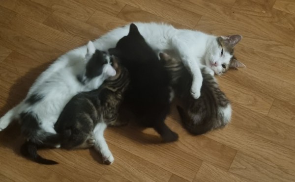 Chat  avec ses 4 petite bébés