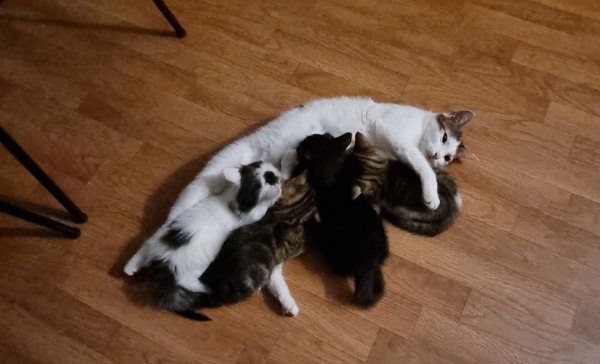 Vente Chat  avec ses 4 petite bébés