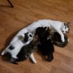 Chat  avec ses 4 petite bébés pas cher