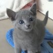 Annonce Chatons bleu russe