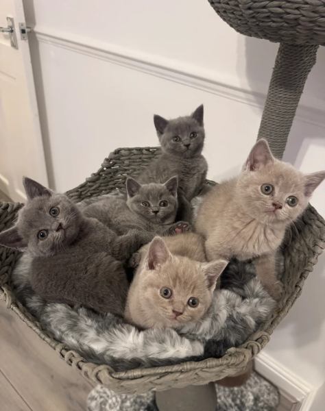 Chatons british shorthair &ndash; disponible maintenant