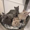 Chatons british shorthair – disponible maintenant