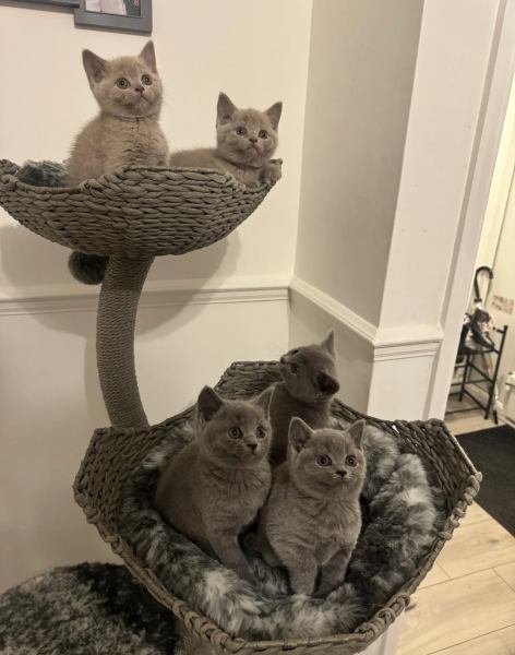 Vente Chatons british shorthair &ndash; disponible maintenant