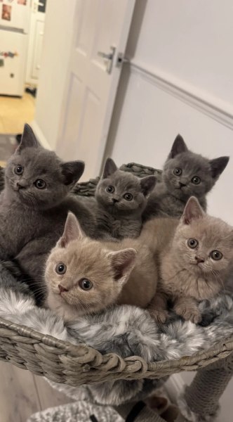 Chatons british shorthair &ndash; disponible maintenant pas cher