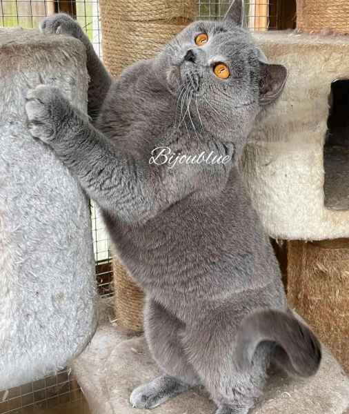Annonce Chatons british shorthair &ndash; disponible maintenant