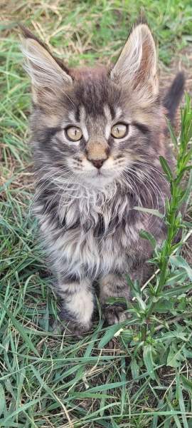 Chatons maine coon