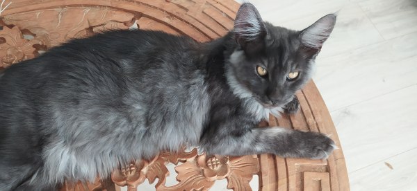 Annonce Chatons maine coon
