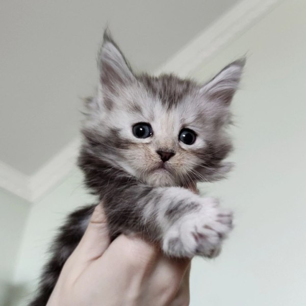 Chatons maine coon &agrave; vendre