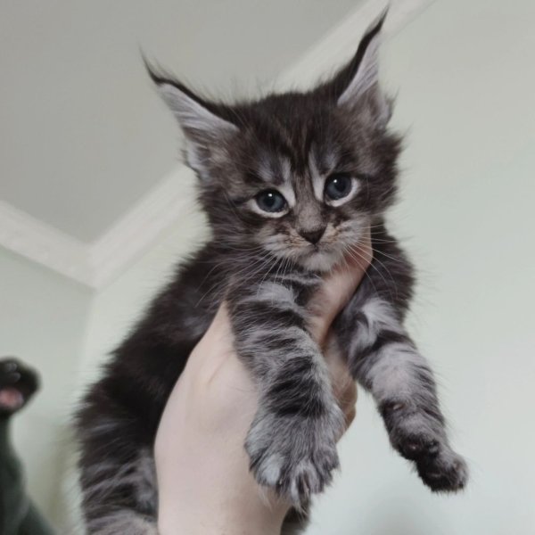 Vente Chatons maine coon &agrave; vendre