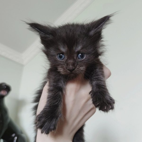 Chatons maine coon &agrave; vendre pas cher