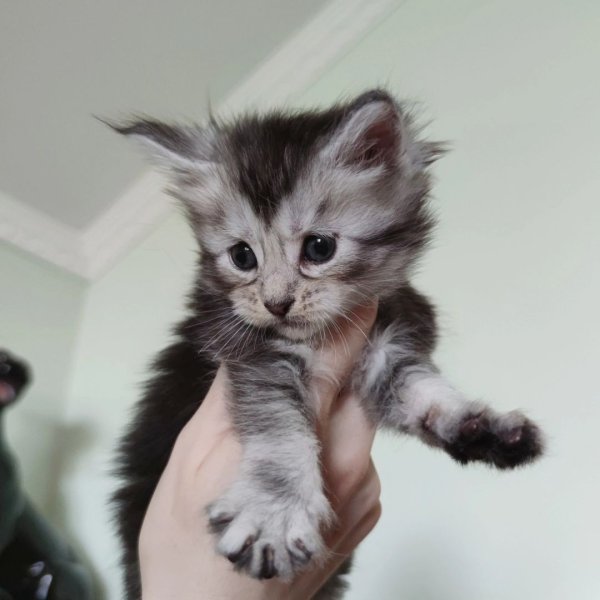 Annonce Chatons maine coon &agrave; vendre