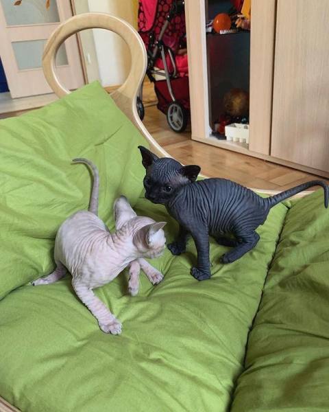 Chatons sphynx pour adoption
