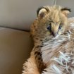 Chats de savannah serval et caracal 4 semaines pas cher