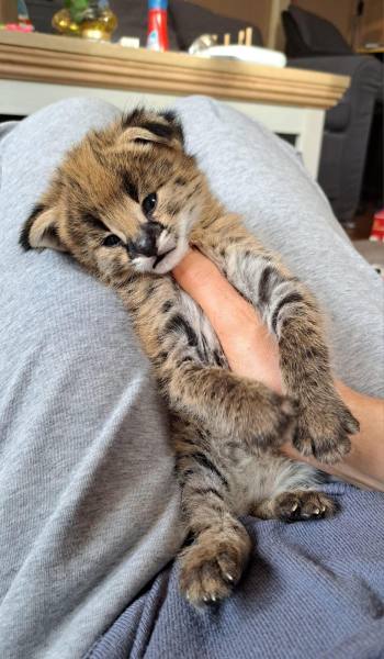Chats de savannah serval et caracal 4 semaines