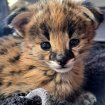 Annonce Chats de savannah serval et caracal 4 semaines
