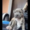 Annonce Chien  staffordshire bull terrier